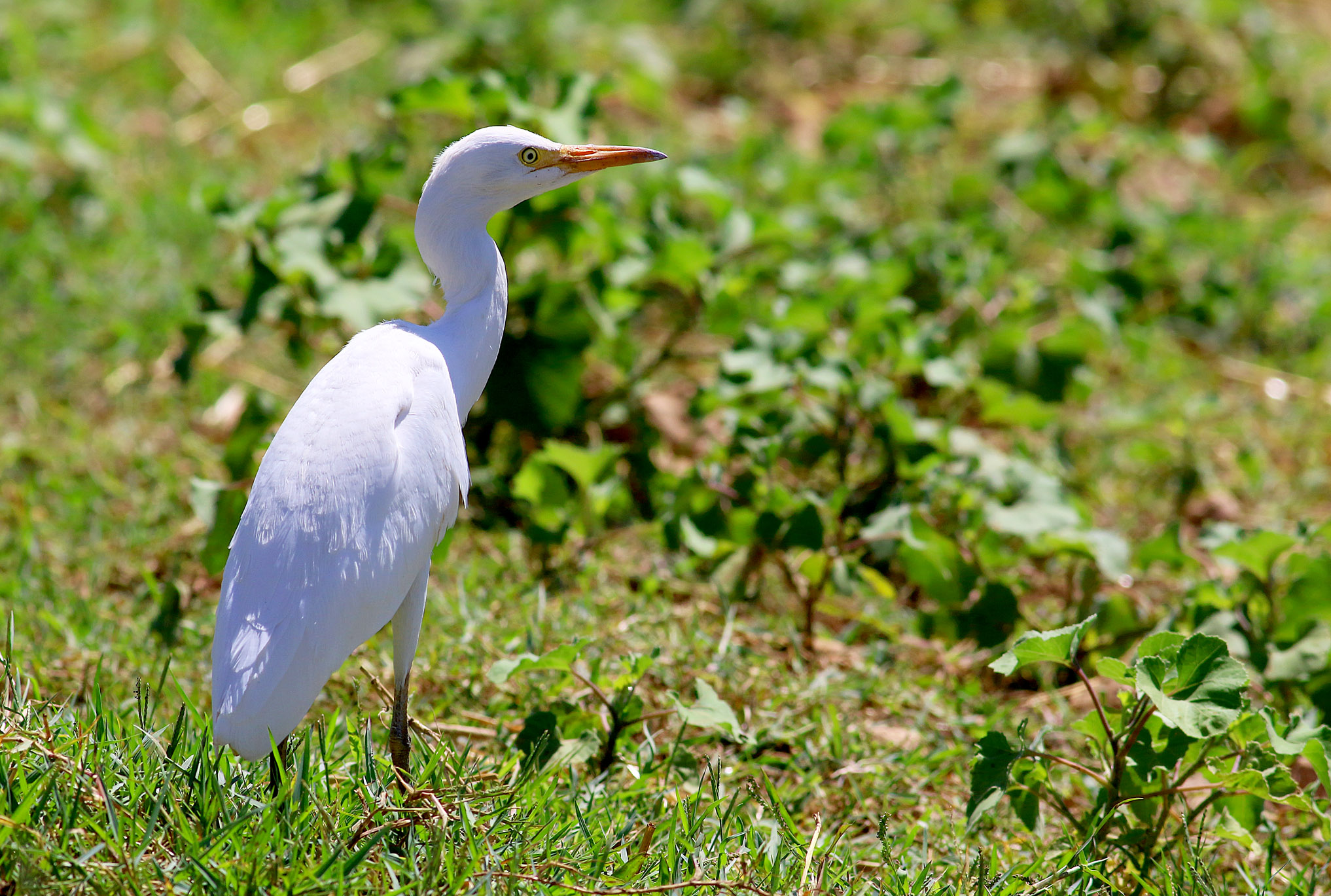 Cattle Egret